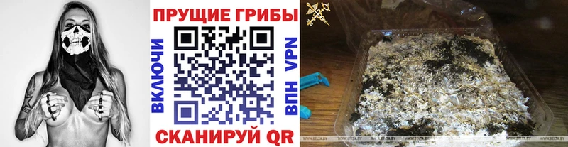 блэк спрут зеркало  Алзамай  Псилоцибиновые грибы прущие грибы 